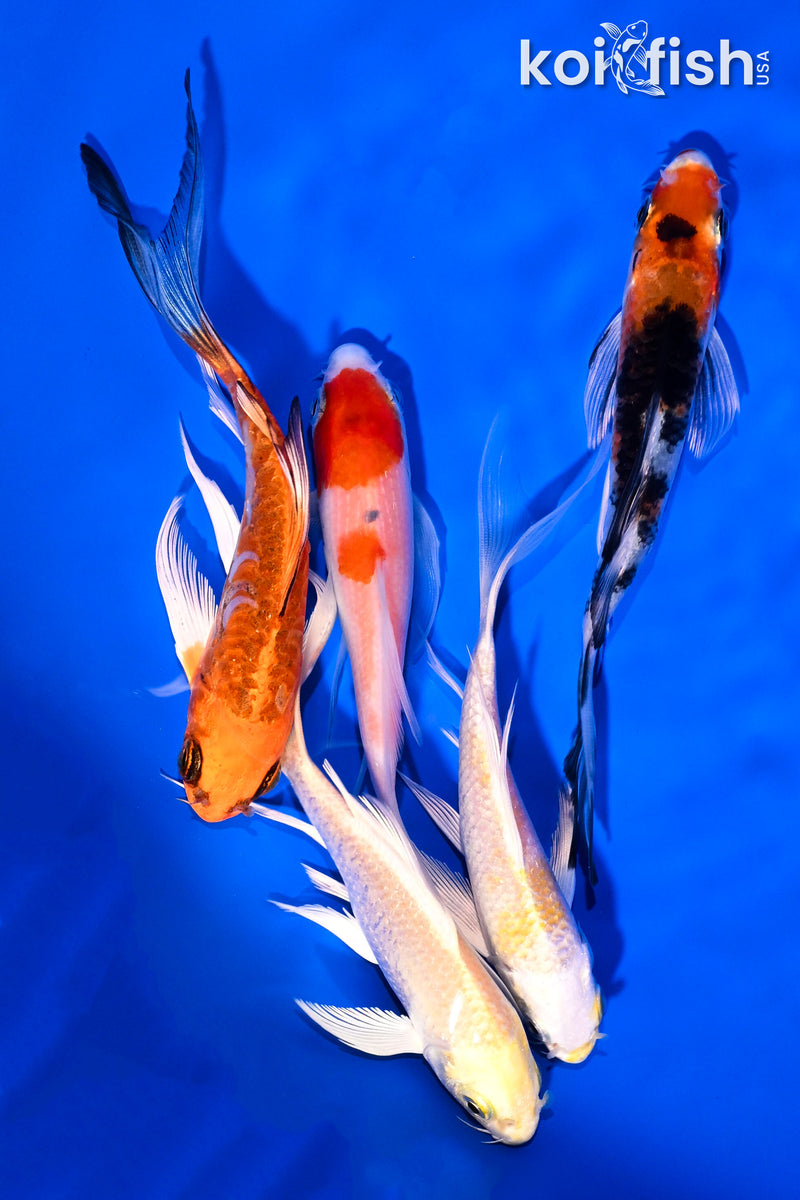 PACK OF (5) 4-5" BUTTERFLY KOI