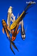 PACK OF (5) 5-6" BUTTERFLY KOI