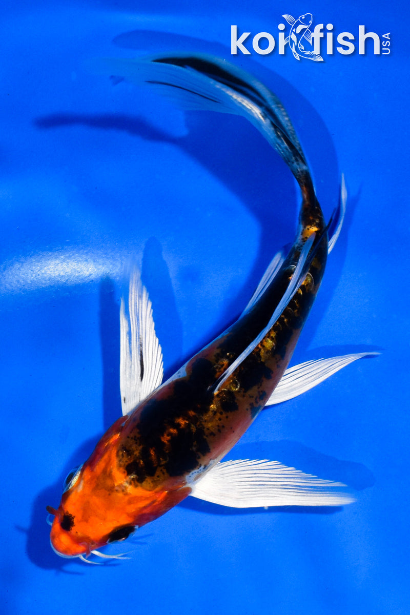 5.5" HEISEI NISHIKI BUTTERFLY