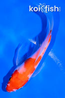 4.5" KOHAKU BUTTERFLY