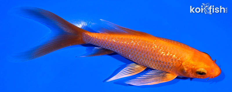 5" GINRIN ORENJI OGON BUTTERFLY