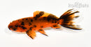 3.75" WAKIN GOLDFISH