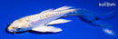 6" DOITSU LEMON HARIWAKE BUTTERFLY