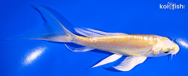 5.75" DOITSU YAMABUKI OGON BUTTERFLY