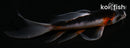 5" ASAGI BUTTERFLY