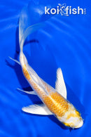 5" LEMON HARIWAKE BUTTERFLY