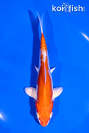 6" KIKUSUI