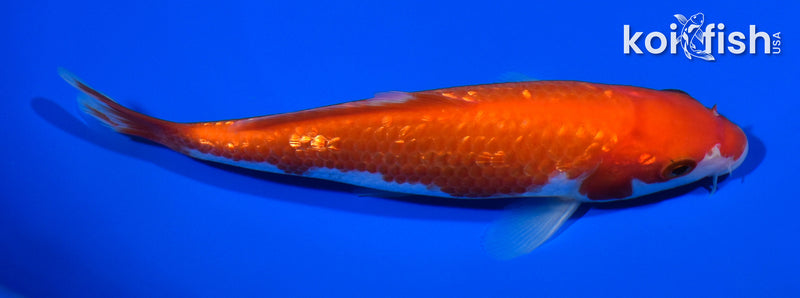 6" GINRIN KOHAKU