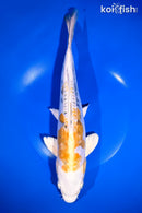 11.75" HEISEI NISHIKI