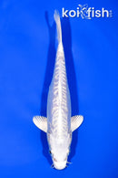 7" DOITSU PLATINUM OGON