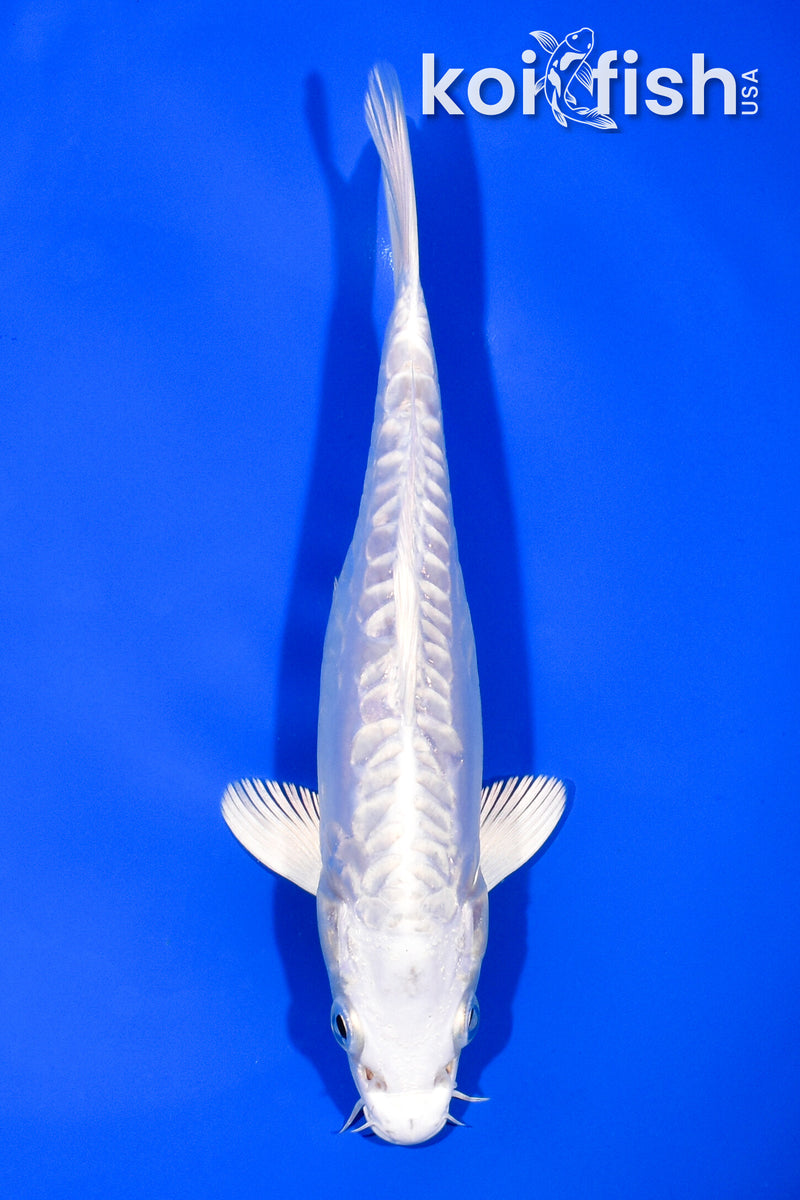 7" DOITSU PLATINUM OGON