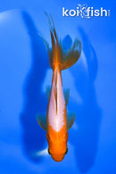 5.75" WAKIN GOLDFISH