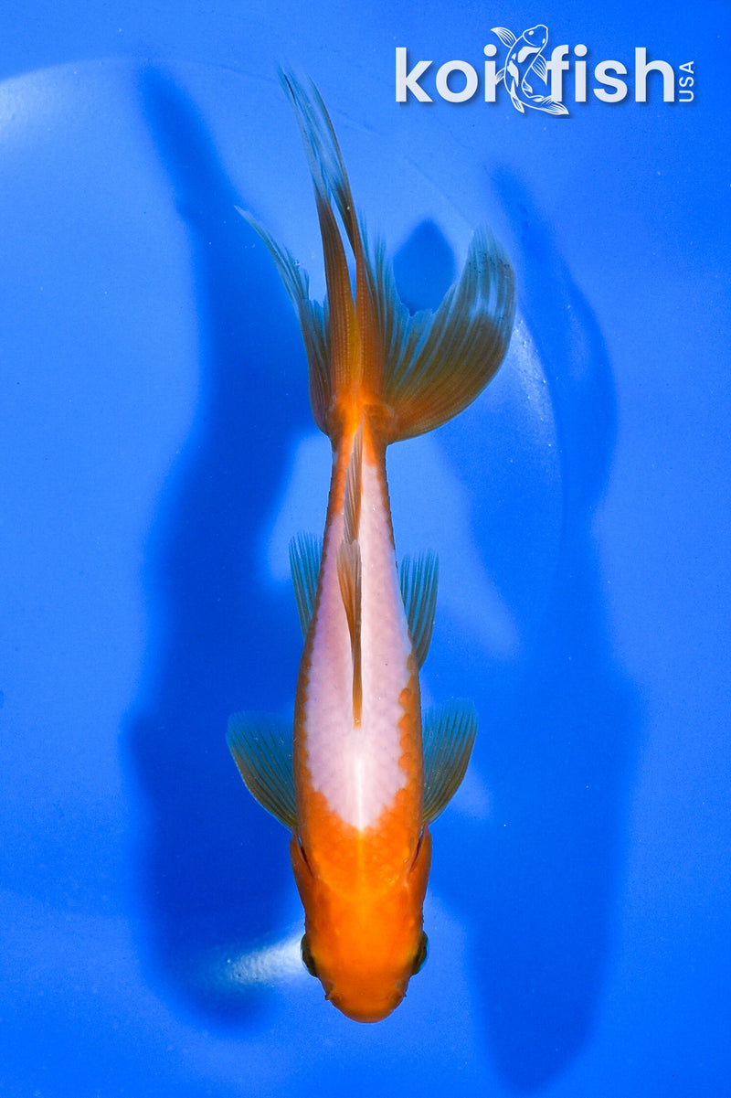 5.75" WAKIN GOLDFISH