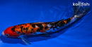 9.5" DOITSU AKA SANKE