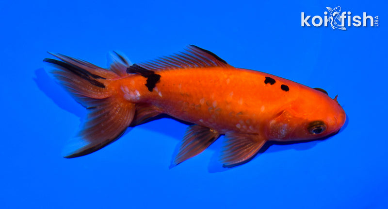 5" WAKIN GOLDFISH