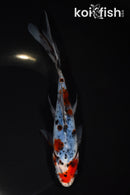 7.5" SHUBUNKIN GOLDFISH