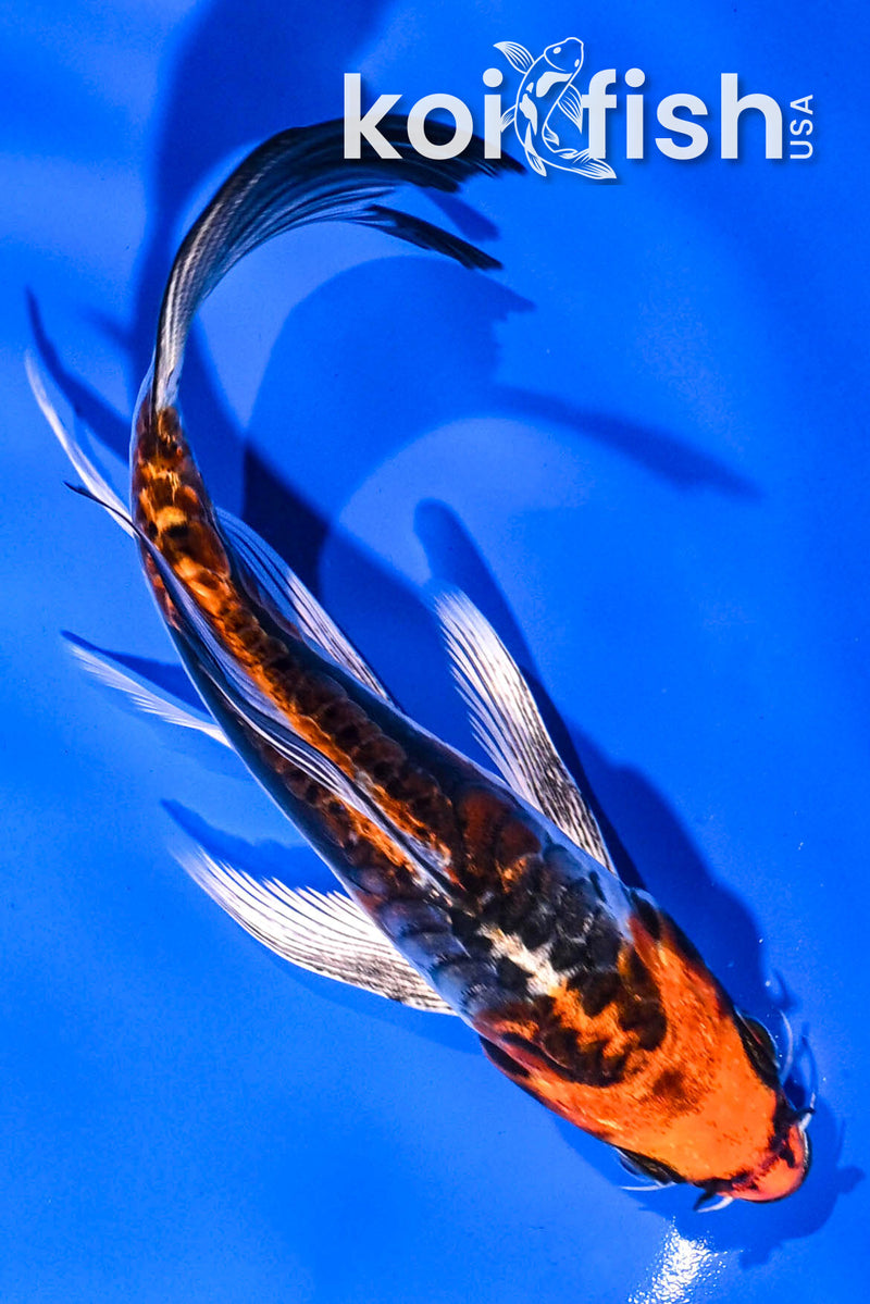 Koi Fish for Sale | Buy Koi Online | Koi Fish USA – Tagged