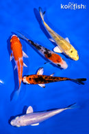 PACK OF (5) 4-5" STANDARD KOI