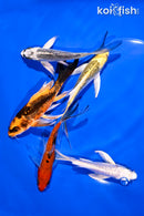 PACK OF (5) 4.5-5.5" BUTTERFLY KOI