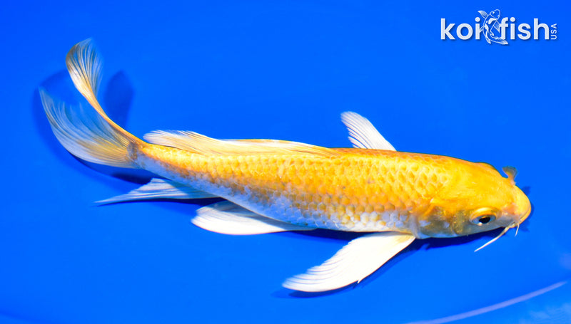 8" HARIWAKE BUTTERFLY
