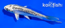 4" KIKOKURYU