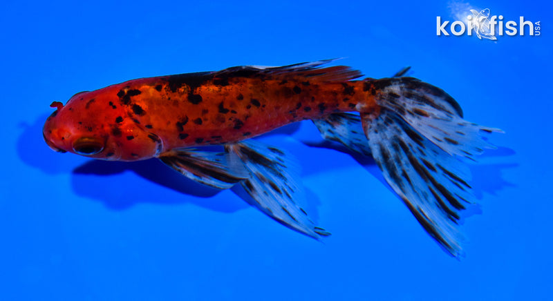 6.5" CALICO WATONAI GOLDFISH
