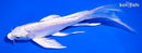 6.5" DOITSU LEMON HARIWAKE BUTTERFLY