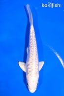 5.5" DOITSU PLATINUM OGON