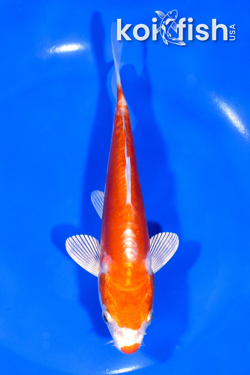 6.25" KIKUSUI