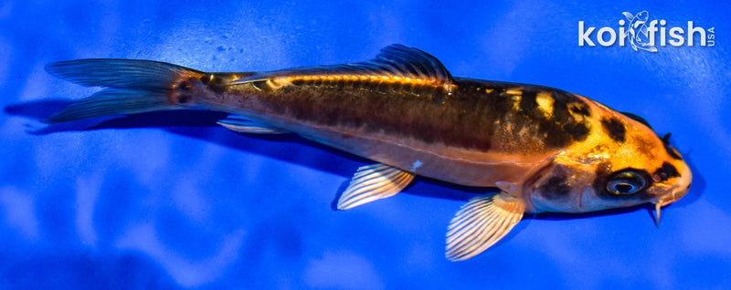 5" BENI KIKOKURYU