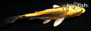 4" KIN KIKOKURYU