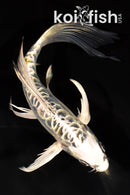 7" KIN KIKOKURYU BUTTERFLY