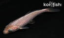 4" SORAGOI