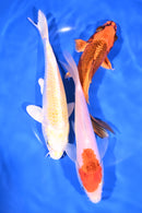 PACK OF (3) 6-7" STANDARD KOI