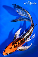 8" BENI KIKOKURYU BUTTERFLY