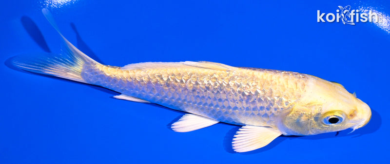 5" GINRIN YAMABUKI OGON