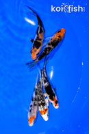 PACK OF (5) 4-4.25" STANDARD KOI