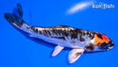 5.5" BENI KIKOKURYU
