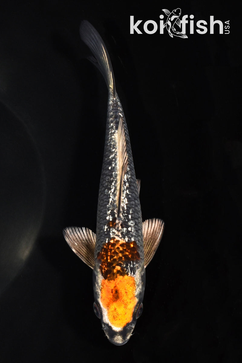 6.75" GINRIN BENI GINGA