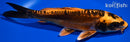7.25" BENI KIKOKURYU