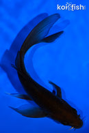 5.25" CHAGOI BUTTERFLY