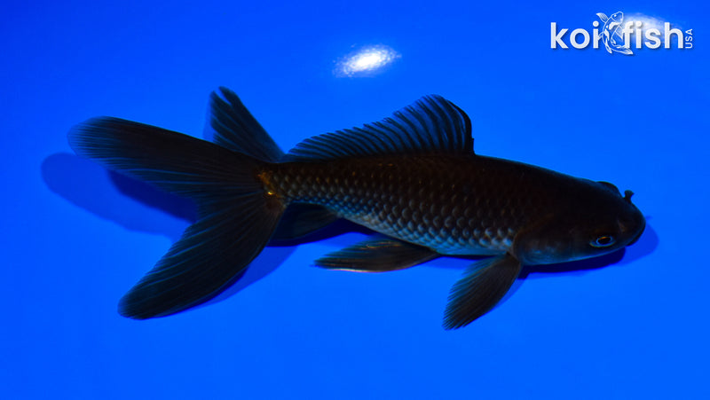 5.75" WATONAI GOLDFISH
