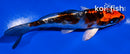 4.5" BENI KIKOKURYU