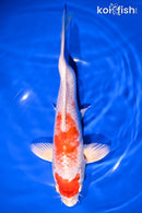 9.5" HARIWAKE