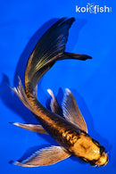 5.5" ARAGOKE BENI KIKOKURYU BUTTERFLY