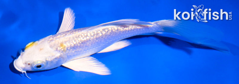 5" GINRIN LEMON HARIWAKE BUTTERFLY