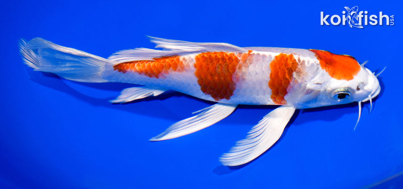 7.75" YONDAN HARIWAKE BUTTERFLY