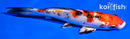 6" YAMATO NISHIKI