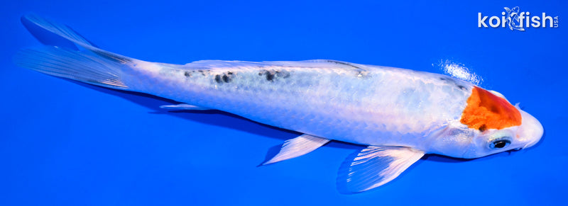 7.25" TANCHO YAMATO NISHIKI