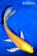 5" YAMABUKI OGON BUTTERFLY